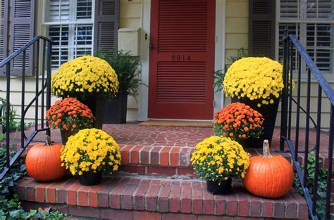 20+ Mums For Fall Decorating - PIMPHOMEE