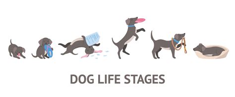 Cartoon Color Character Dog Growth Stages Set. Vector 32054743 Vector ...