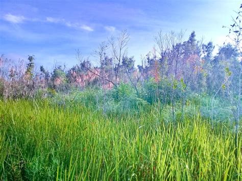 Tropical Forests in Kalimantan Indonesia Stock Photo - Image of indonesia, nature: 173088276