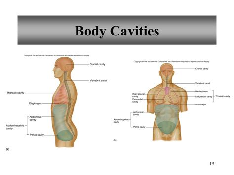 Powerpoint Lecture Outlines To Accompany Holes Human Anatomy And