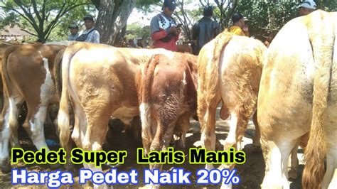 Juta Ekor Nett Pedet Jantan Super Mirip Pedet Belgian Blue