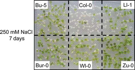 Phenotypes Of Salt Tolerant Accessions Using The Mesh Transferred Download Scientific Diagram