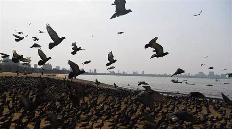 India To Cull Tens Of Thousands Of Birds Over Avian Flu Outbreak