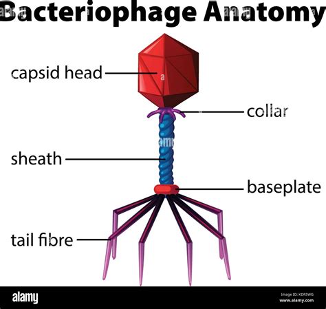 Diagram Showing Bacteriophage Anatomy Illustration Stock Vector Image