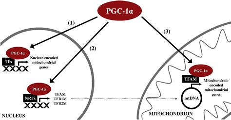 Coordination of mitochondrial biogenesis by PGC 1α in human skeletal