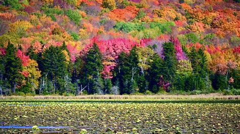 Beautiful New England foliage views