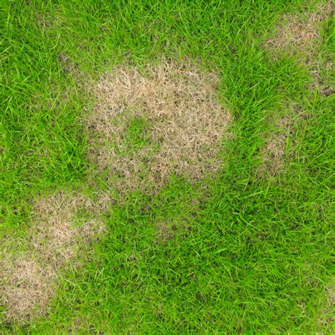 How To Identify Treat And Prevent Common Lawn Diseases This Spring