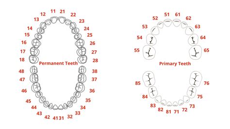 The Tooth Types Function Structure And Nomenclature