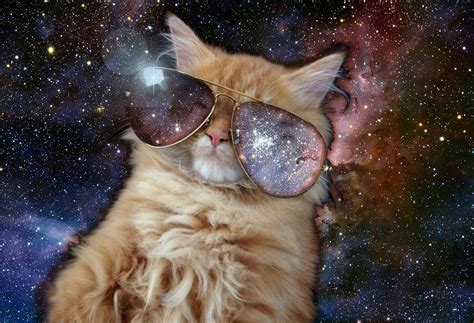 Space Cat Glasses