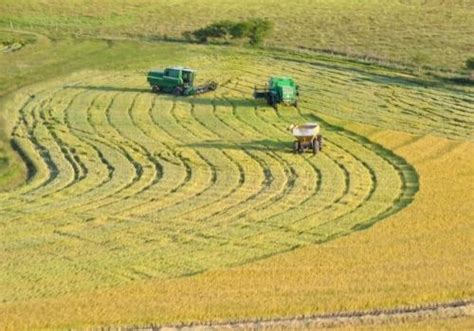 Bioma Pampa Ser Destaque Na Abertura Da Colheita Do Arroz E Gr Os Em