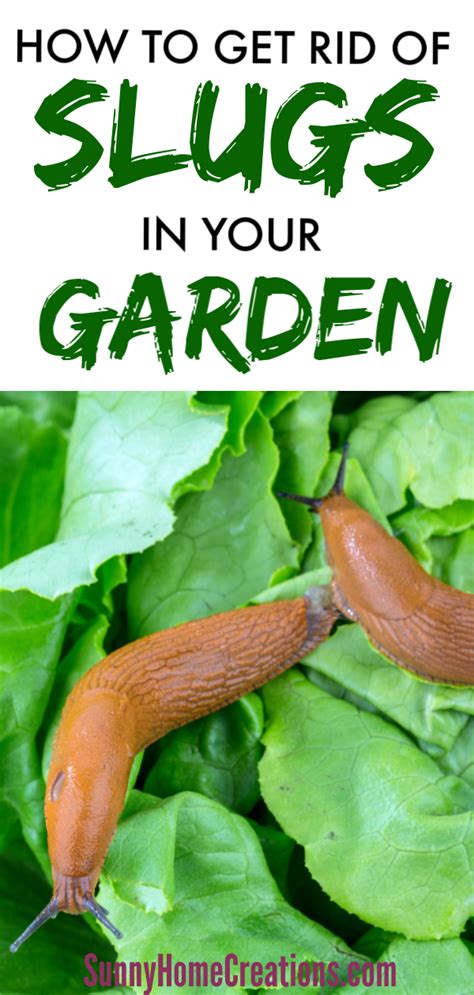 How To Get Rid Of Slugs In The Garden Organically How To Get Rid Of