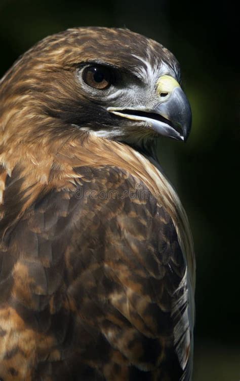 Red-Tailed Hawk (Buteo Jamaicensis) with Open Beak Stock Photo - Image ...