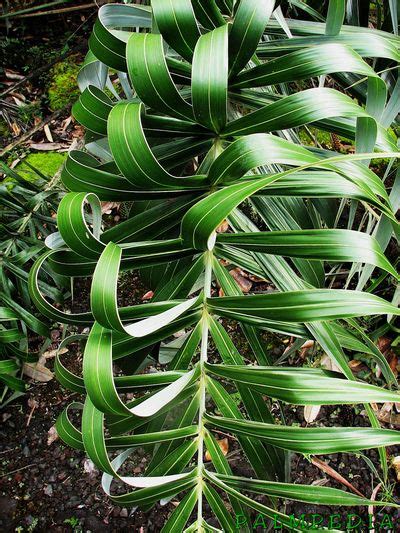 Seashore Palm Allagoptera