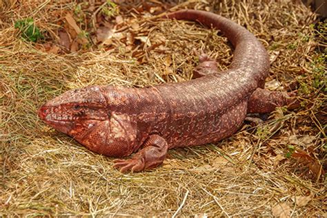 Tegu Lizards