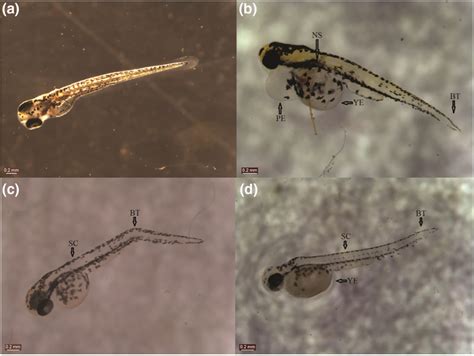 Zebrafish Embryos Showing Malformations Compared To Those Of