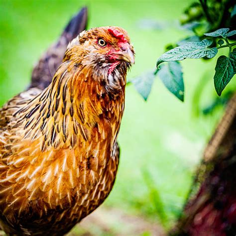 Why Ameraucana Chickens are the Perfect Addition to Your Flock