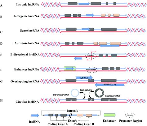 Genomic Organization Of Long Non Coding Rna Intronic Lncrnas Are