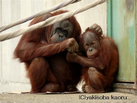 スマトラオランウータン（千葉県市川市動植物園） カメラ目線写真動物チラリズム