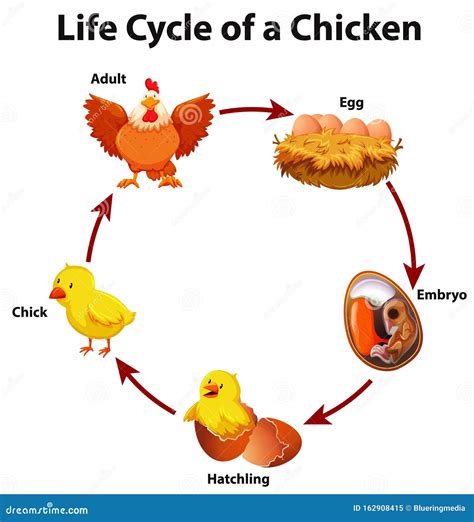 Diagrama Que Mostra O Ciclo De Vida Do Frango Ilustração do Vetor