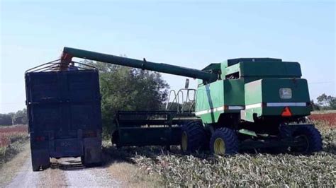 Registra Mejora En La Producci N De Sorgo