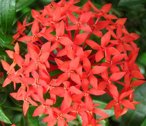 Jual Tanaman Soka Merah Jepang Red Ixora Bibitbunga