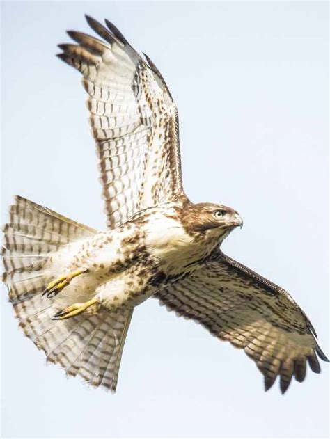 Hawk Symbol Meaning: Spiritual Symbolism And Meanings