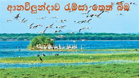 Srilanka Anawilundawa Ramsar Wetland Youtube