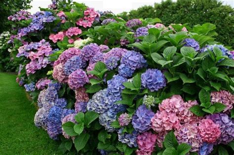 Cand Se Planteaza Hortensia In Gradina Cum Se Ingrijeste Corect Planta