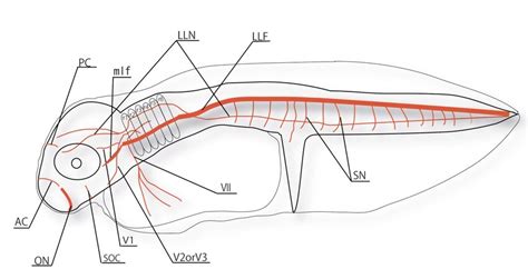 Schematic Diagram Of The Basic Nervous System - Circuit Diagram