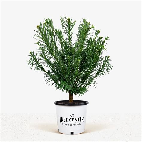 Yewtopia Plum Yew Japanese Yews Plant Supplies Evergreen Shrubs