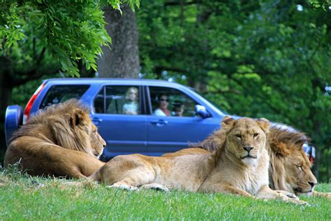 Longleat Safari Park Ready To Re Open Park World Online Theme Park