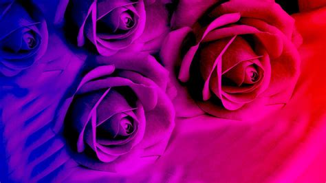 Purple Rose Desktop Wallpapers - Top Free Purple Rose Desktop ...