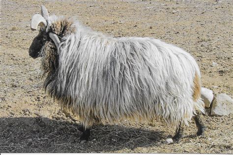 Navajo-Churro Sheep and Navajo Weaving - Sharing Horizons