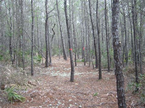 Deer Lake Hiking Trails | Florida State Parks