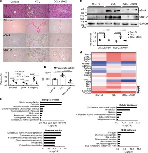 Jt Inhibits The Progress Of Ccl Induced Liver Fibrosis A B