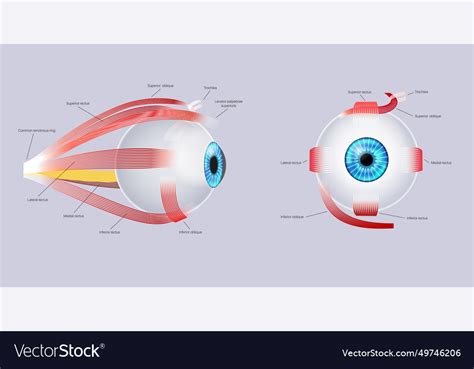 Extraocular Muscles Anatomy Royalty Free Vector Image