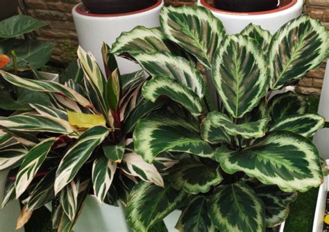 Calathea Caracter Sticas Y Cuidados