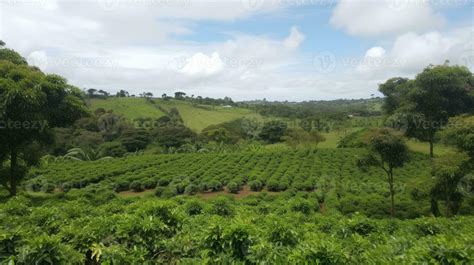 Coffee plantation. Landscape with coffee trees. 23598821 Stock Photo at ...