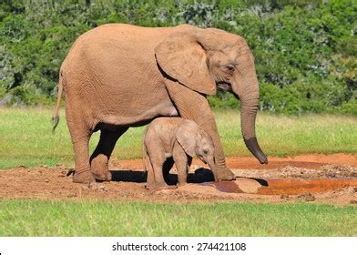 African Elephant Calf Watering Hole Stock Photo 274421117 Shutterstock