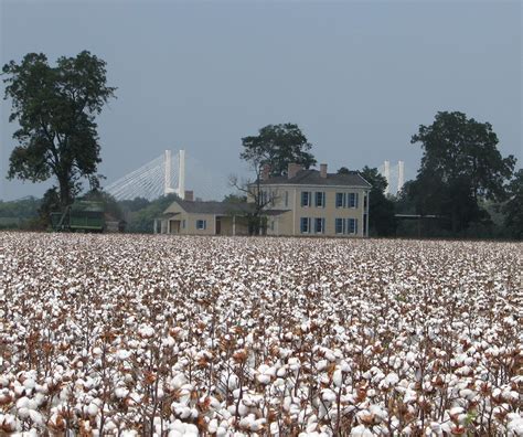 Albums 100 Pictures Images Of Cotton Fields Updated