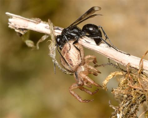 Gu Pe Noire Tout Ce Qu Il Faut Savoir Sur Cet Insecte