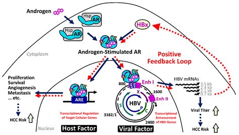 Cancers Free Full Text Unique Features Of Hepatitis B Virus Related