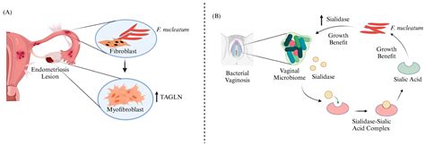 Cells Free Full Text Fusobacterium Nucleatum An Overview Of