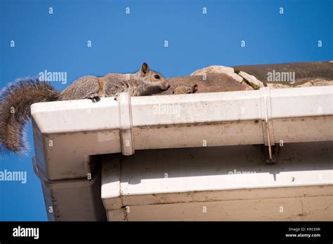 Grey Squirrels Nest Hi Res Stock Photography And Images Alamy