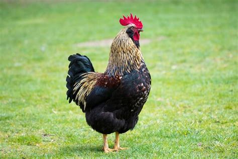 Barnevelder Chicken: Care Guide, Color Varieties and More… | Chickens And More