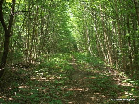 Old Logging Road South Of Slim Pond The Adirondack Almanack The