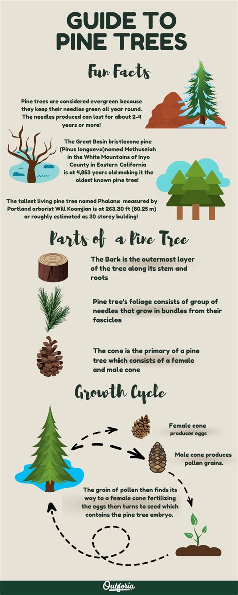 Parts Of A Pine Tree