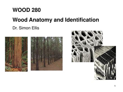 Ppt Wood Wood Anatomy And Identification Dr Simon Ellis