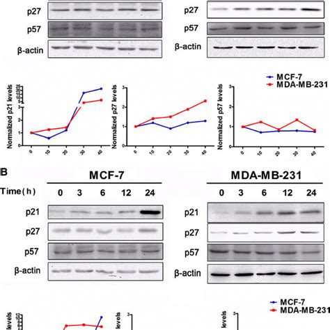 Curcumins Responsiveness Of MCF 7 And MDA MB 231 Cells A WST 1