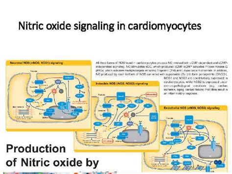 Biological Effects Of Nitric Oxide And Its Role